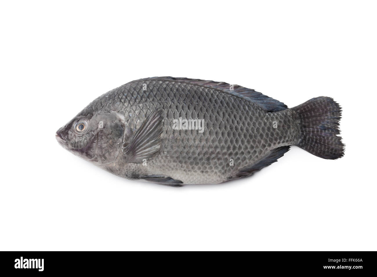 Ensemble de la matière première unique poisson Tilapia isolé sur fond blanc Banque D'Images