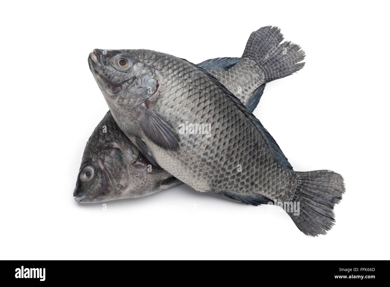 Matières premières fraîches poissons Tilapia sur fond blanc Banque D'Images