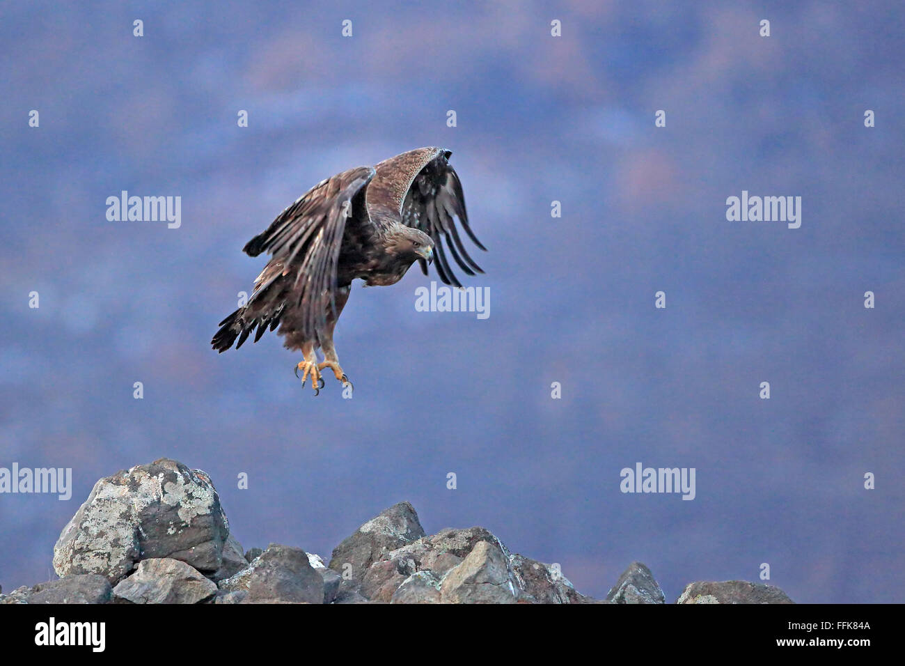 Golden Eagle entrée en terre en Bulgarie Banque D'Images