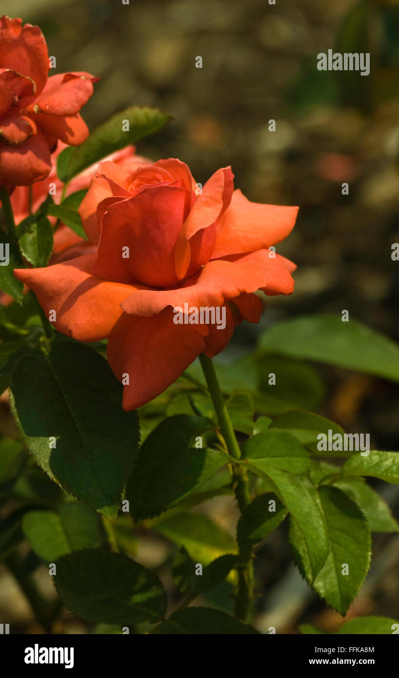 Nuage parfumé Rosa, Rose Photo Stock - Alamy