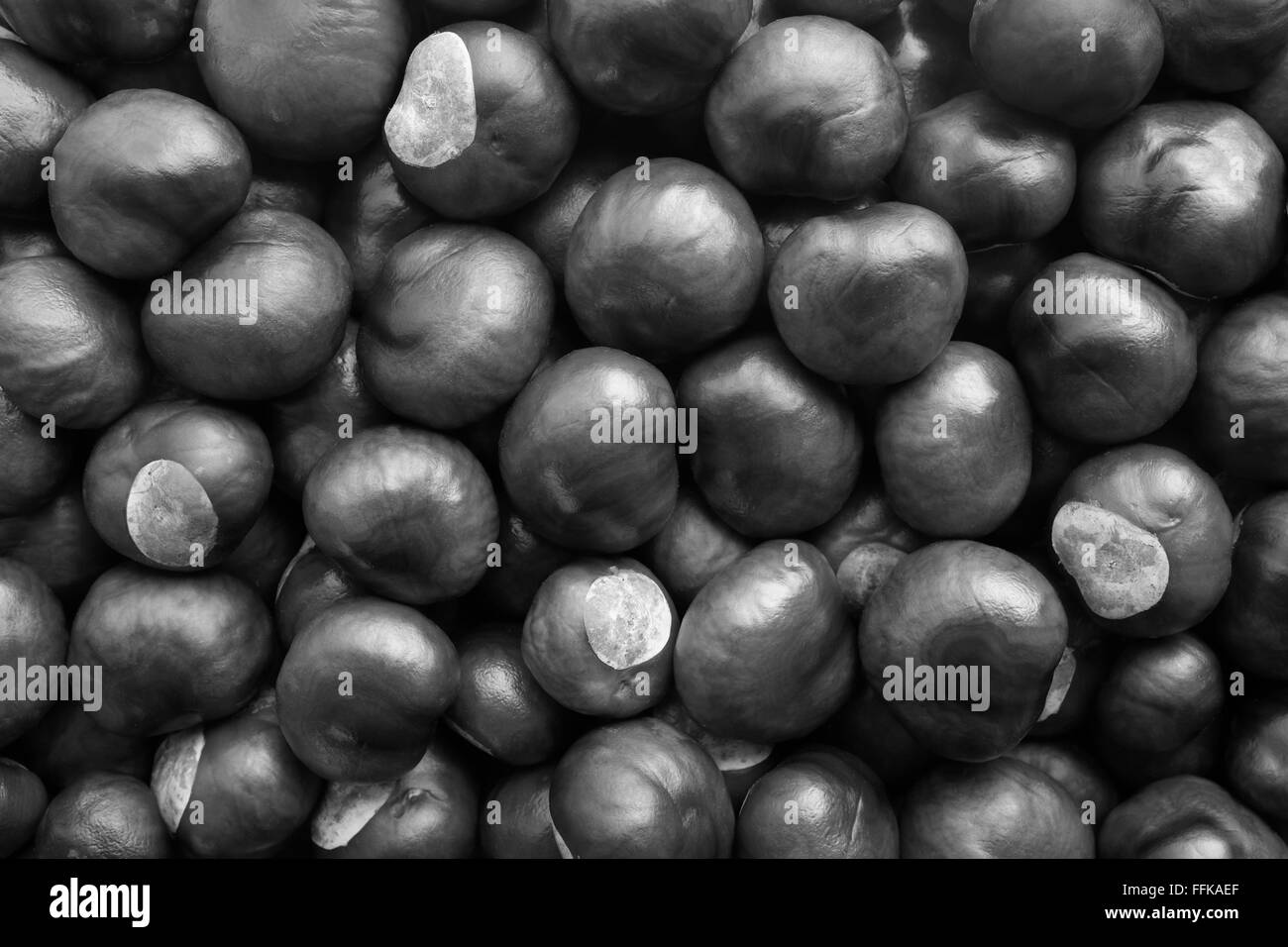 Automne conkers avec taches blanches du caractère véritable d'un horse Chestnut Tree comme un abstract background texture - traitement monochrome Banque D'Images