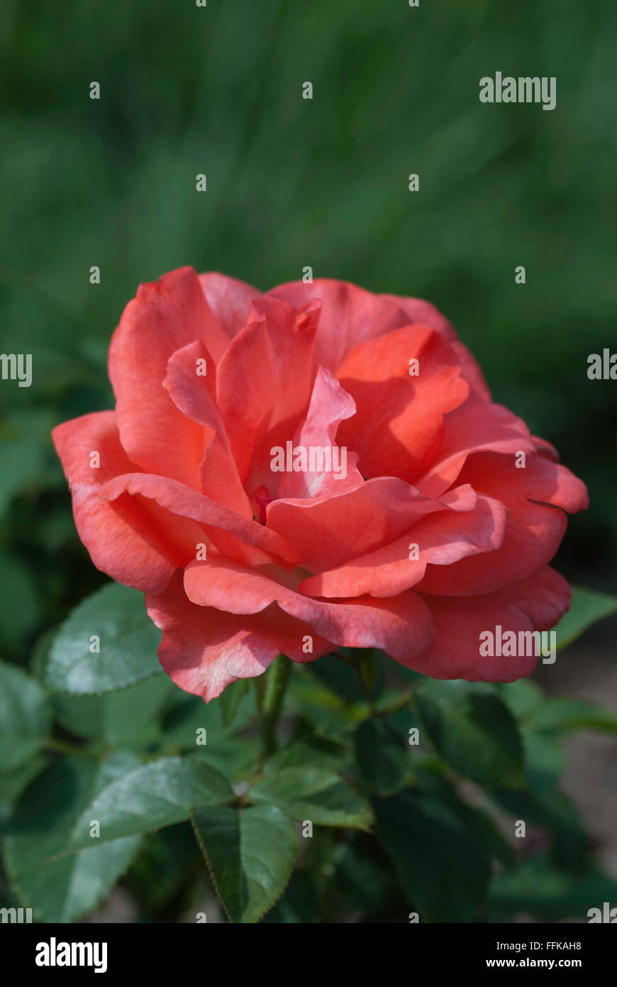 Rosa d'une paix durable, Rose Banque D'Images