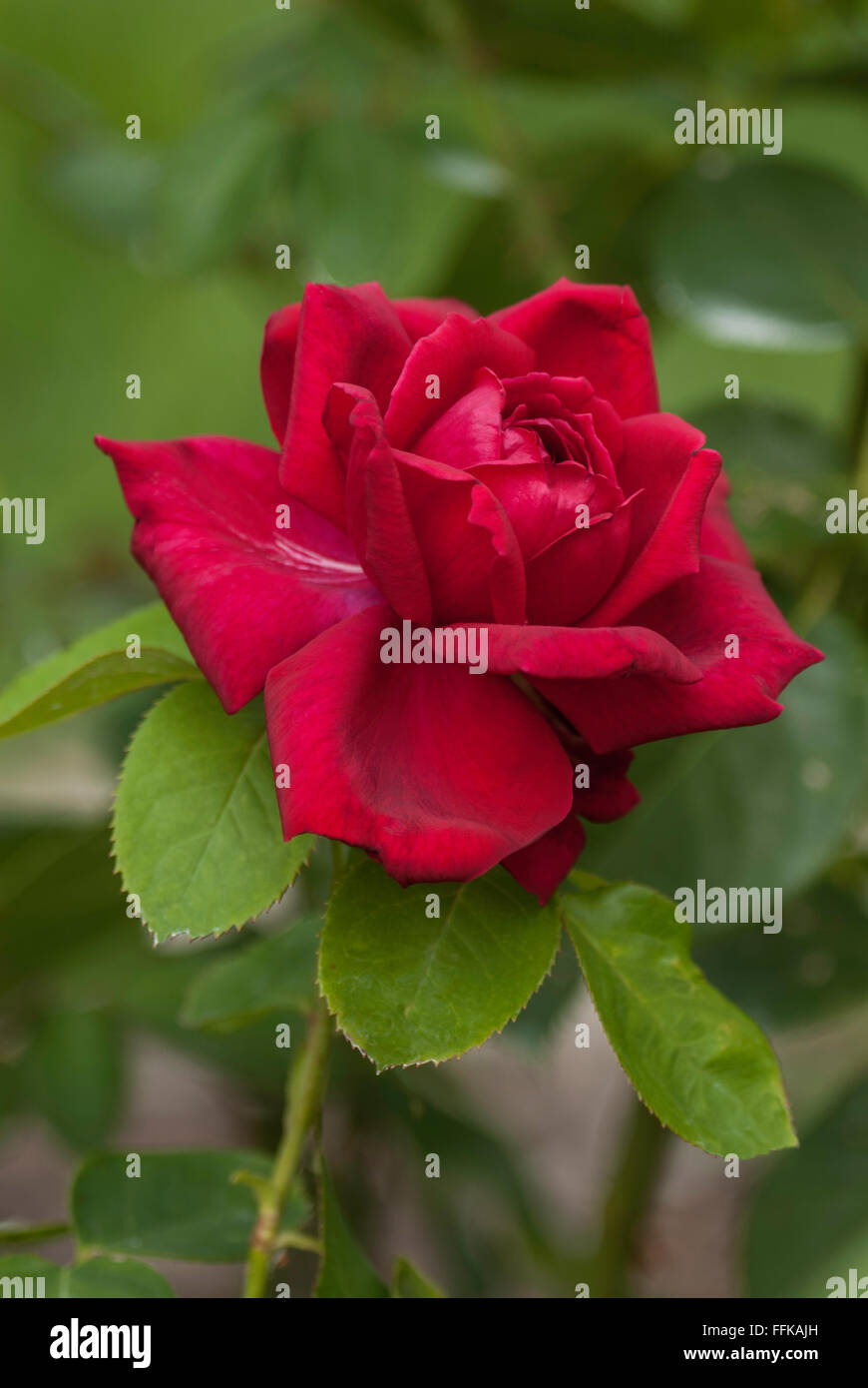 Rosa Virginia, Rose Banque D'Images