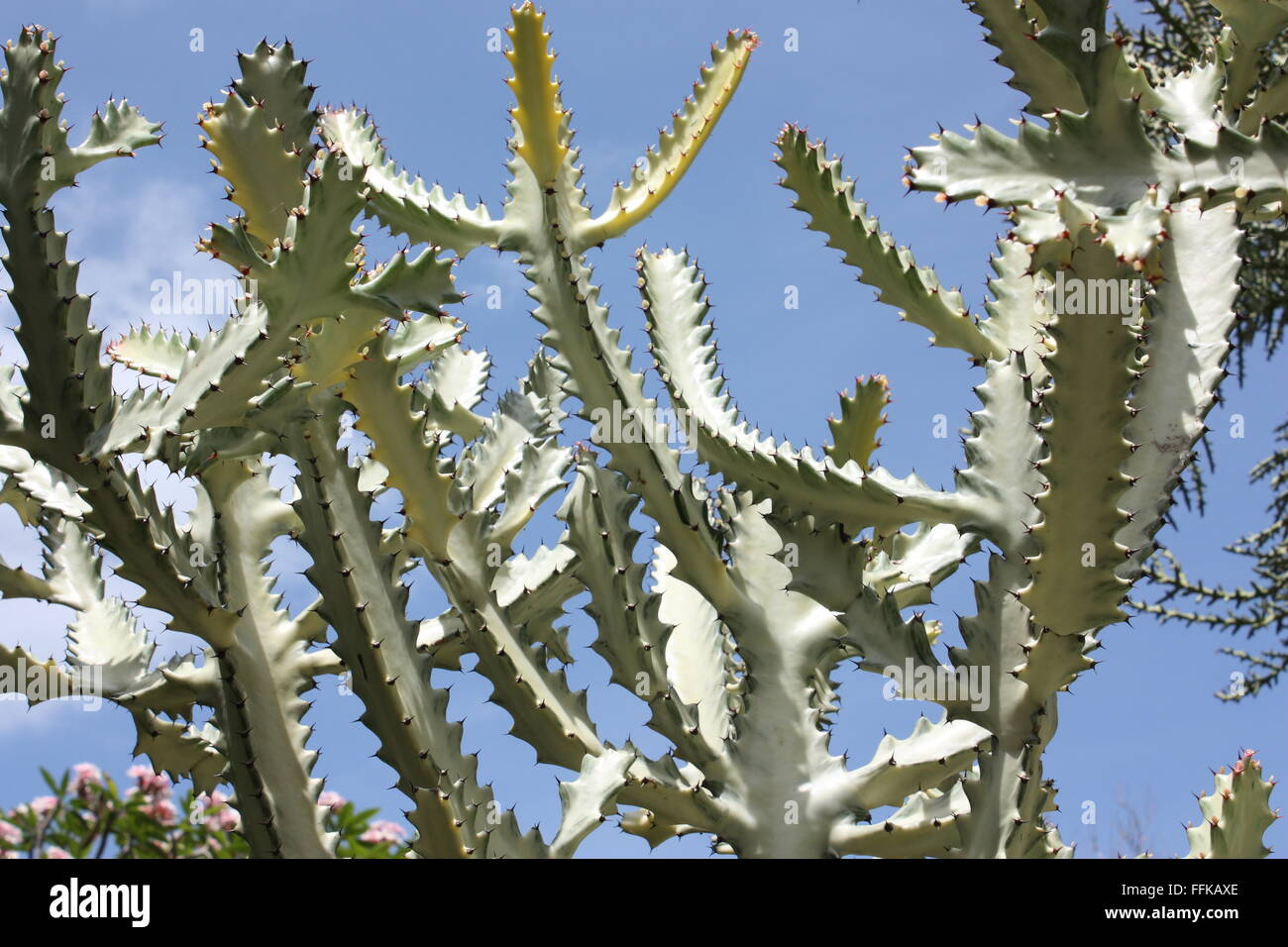 Cactus Ghost à l'Andromeda Gardens à Bethsabée sur la côte est de la Barbade Banque D'Images