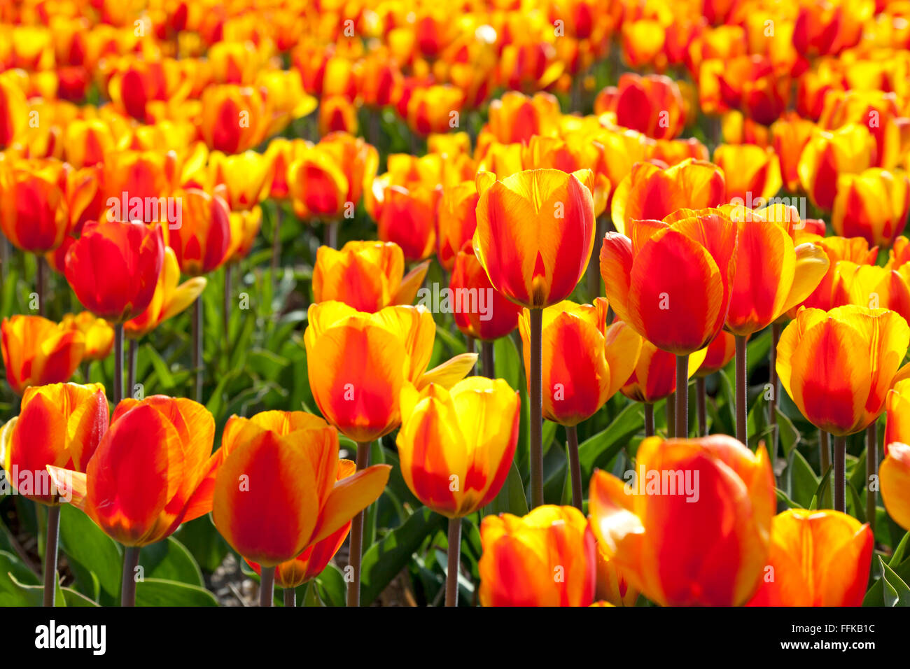 Les champs de tulipes au printemps, néerlandais Banque D'Images