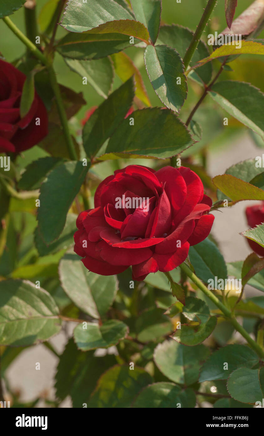Rosa RED RUFFLES, Rose, noir, rouge, floribunda Banque D'Images