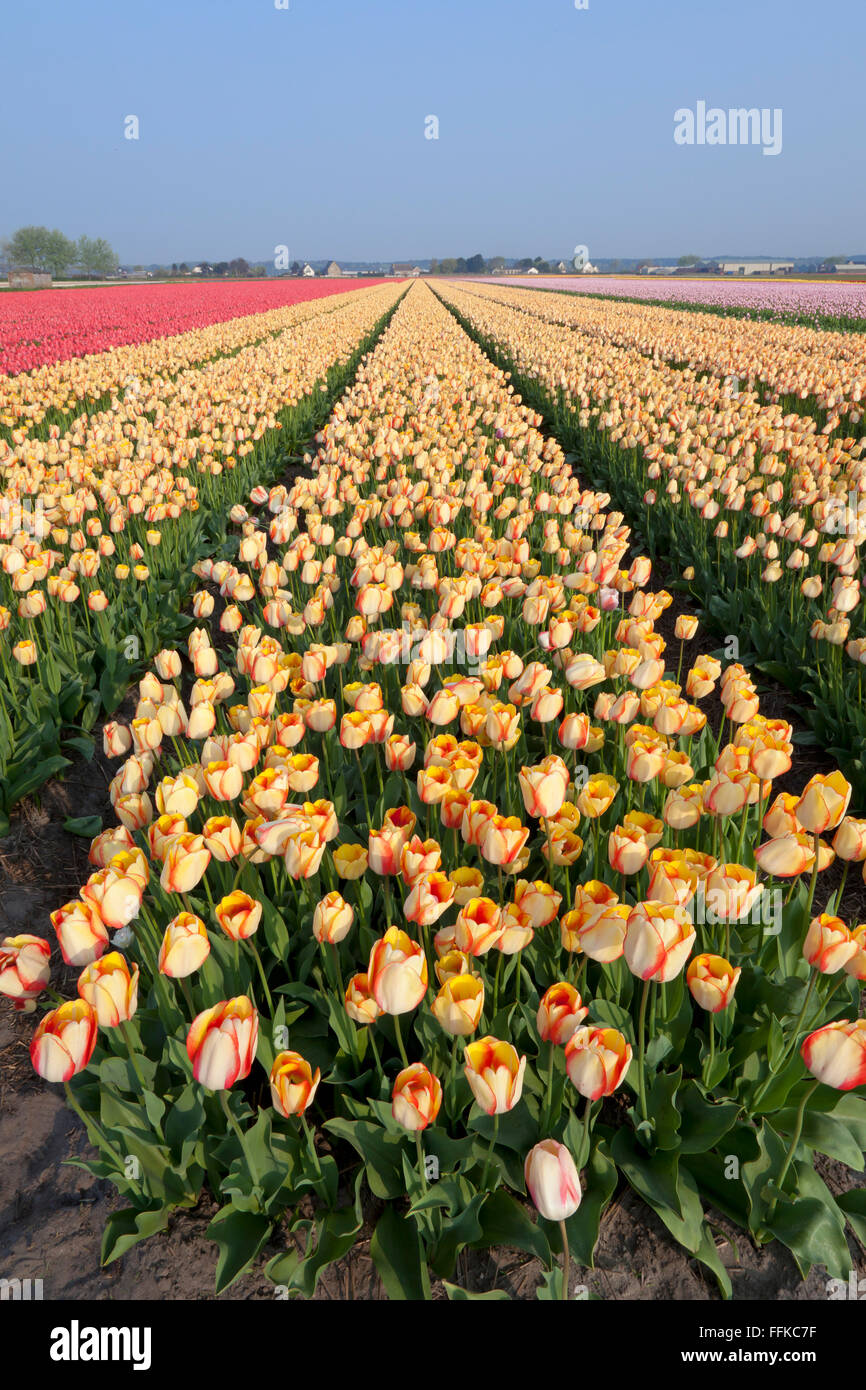 Les champs de tulipes au printemps, néerlandais Banque D'Images