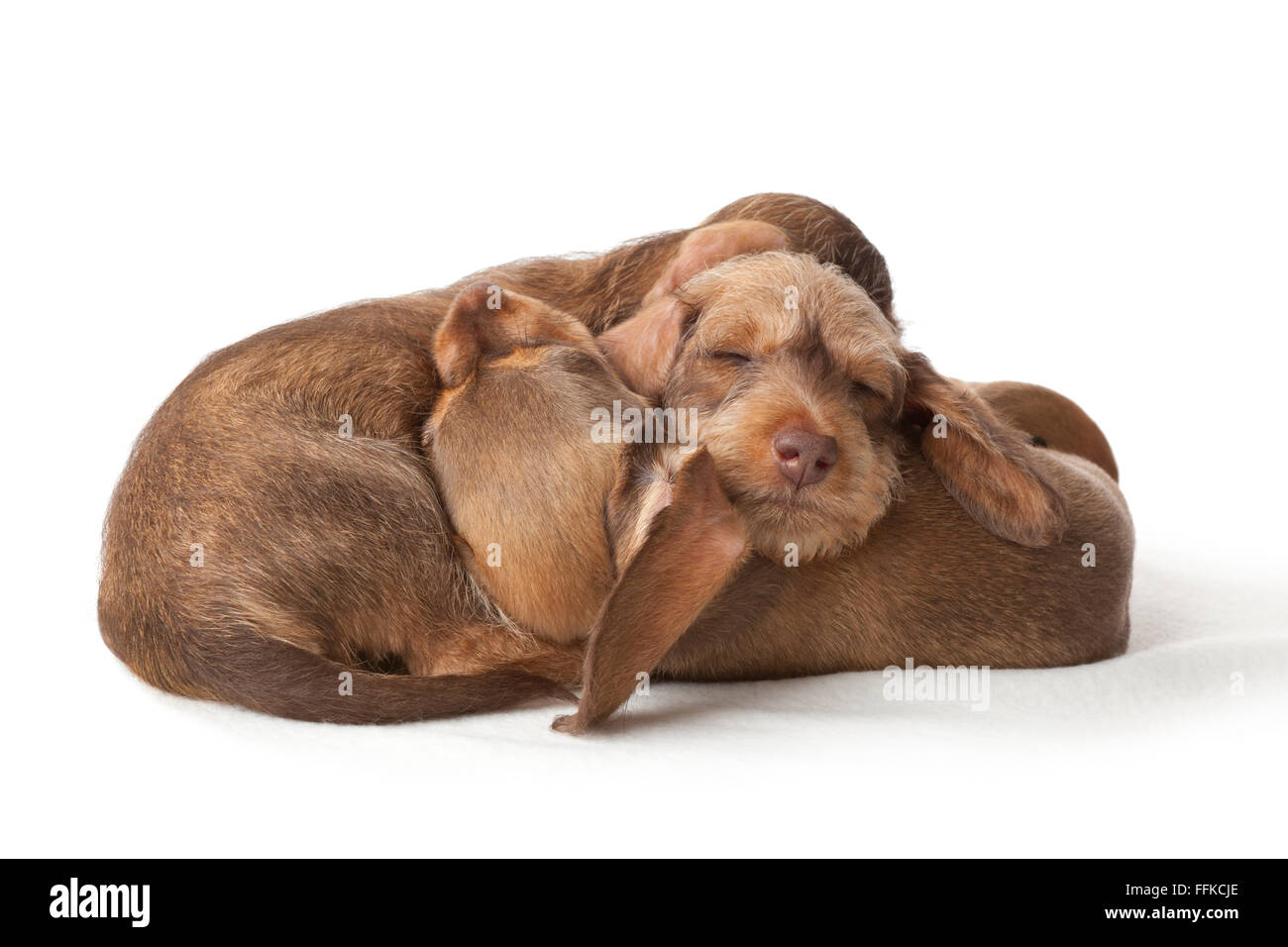 Chiots teckel à poil dur de dormir ensemble sur fond blanc Banque D'Images