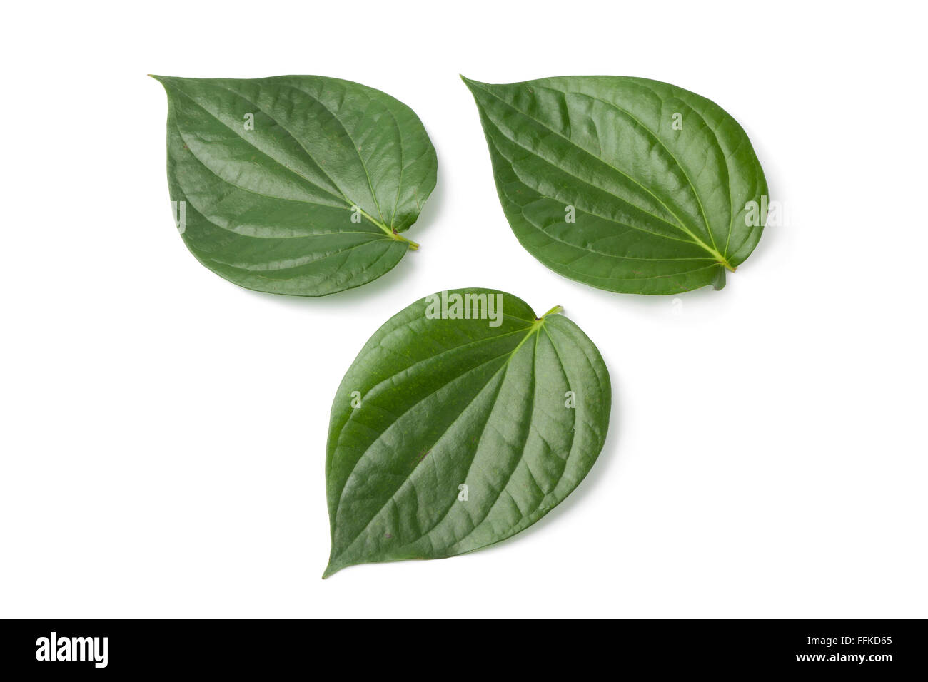 Piper betle frais feuilles sur fond blanc Banque D'Images
