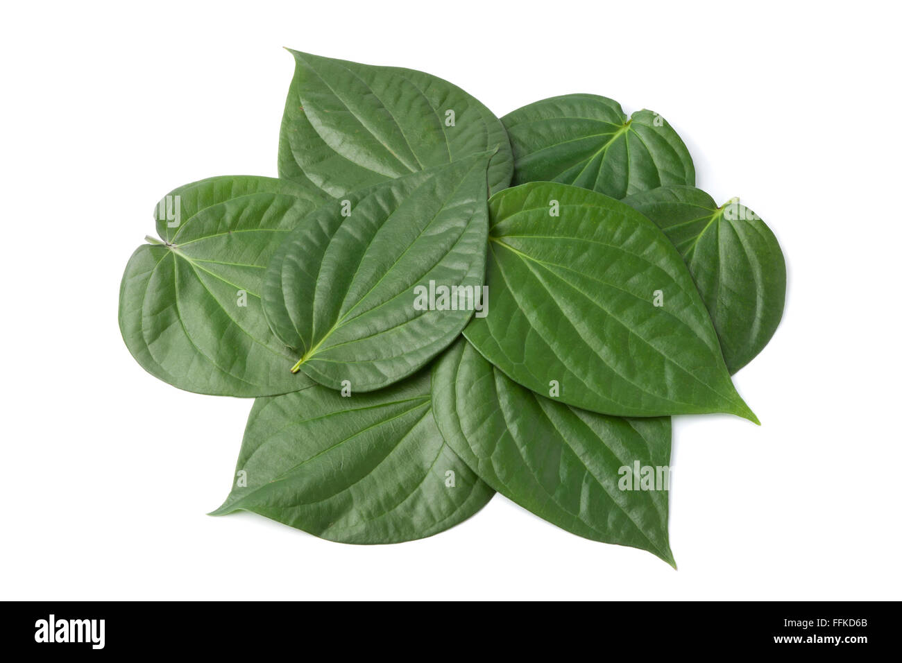 Piper betle frais feuilles sur fond blanc Banque D'Images