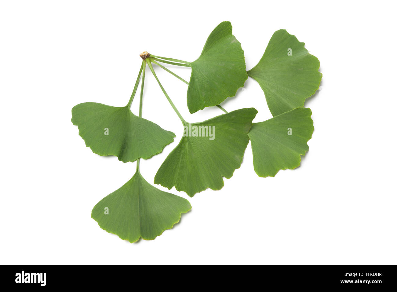 Les feuilles de ginkgo biloba verte sur fond blanc Banque D'Images