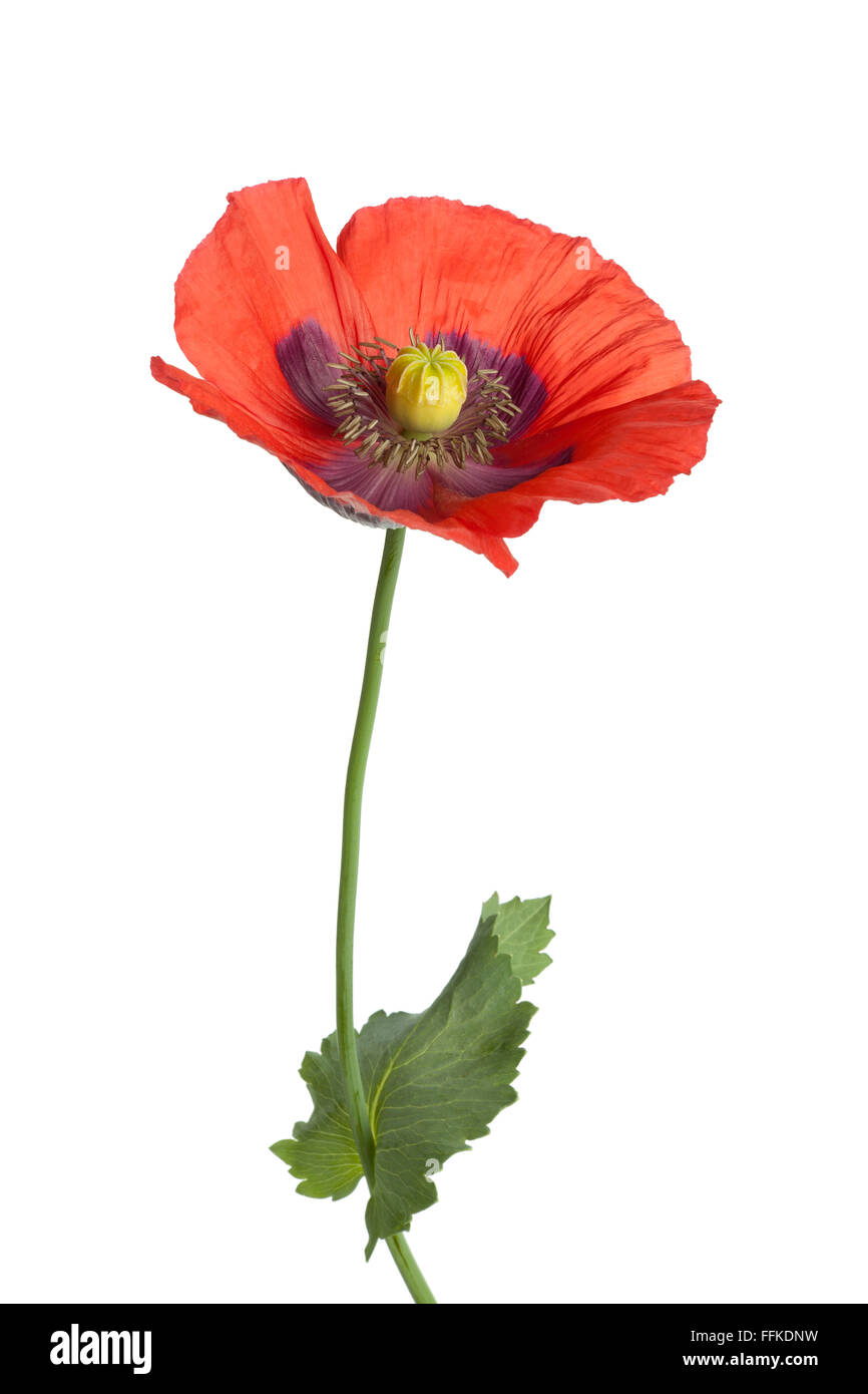Le pavot à opium à fleurs rouges sur fond blanc Banque D'Images