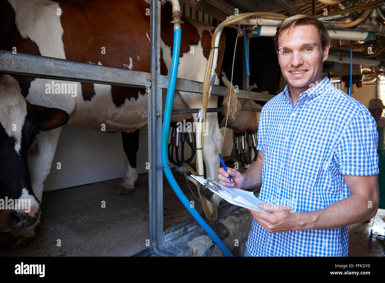 L'inspection pendant la traite du bétail des agriculteurs Banque D'Images