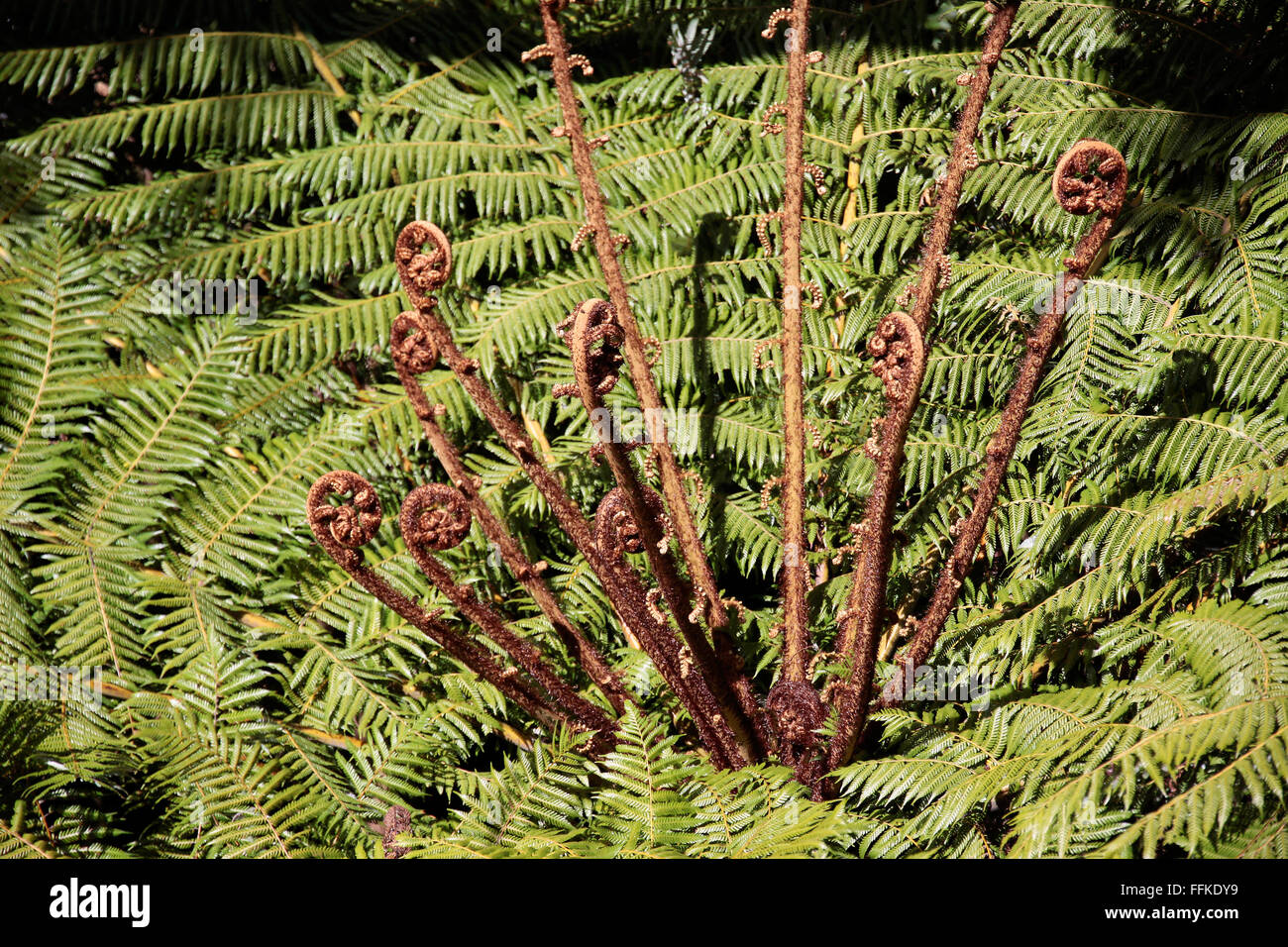 Les jeunes feuilles de fougère arborescente dans le jardin Botancial à Wellington, Nouvelle-Zélande Banque D'Images