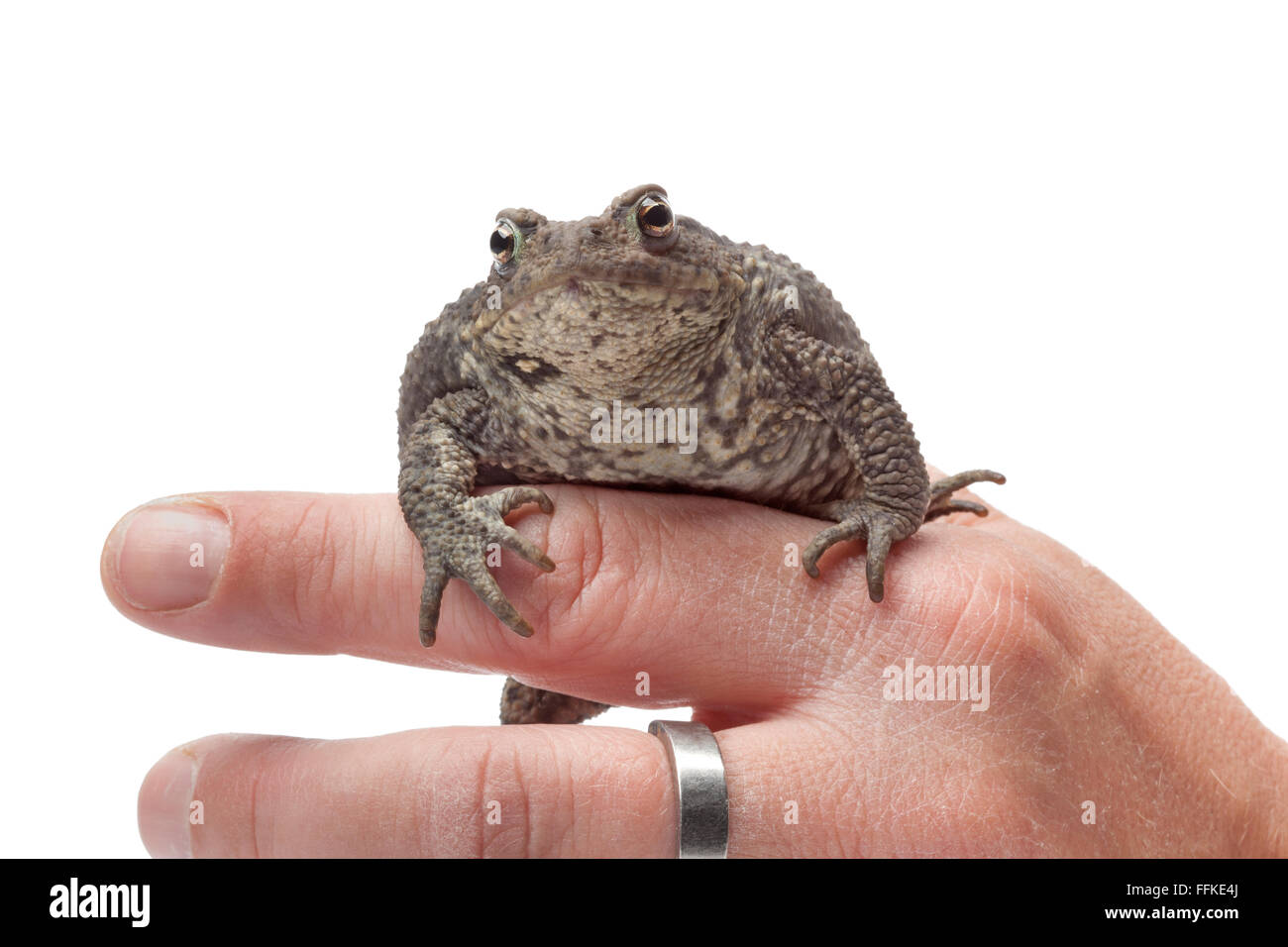 Crapaud commun assis sur un doigt sur fond blanc Banque D'Images