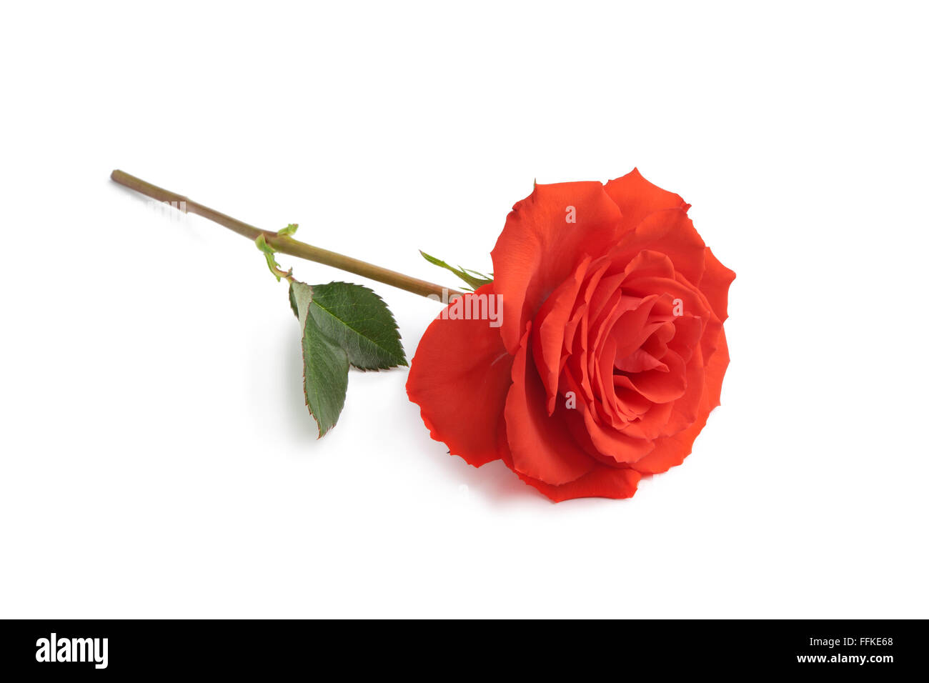 Rose rouge sur fond blanc Banque D'Images