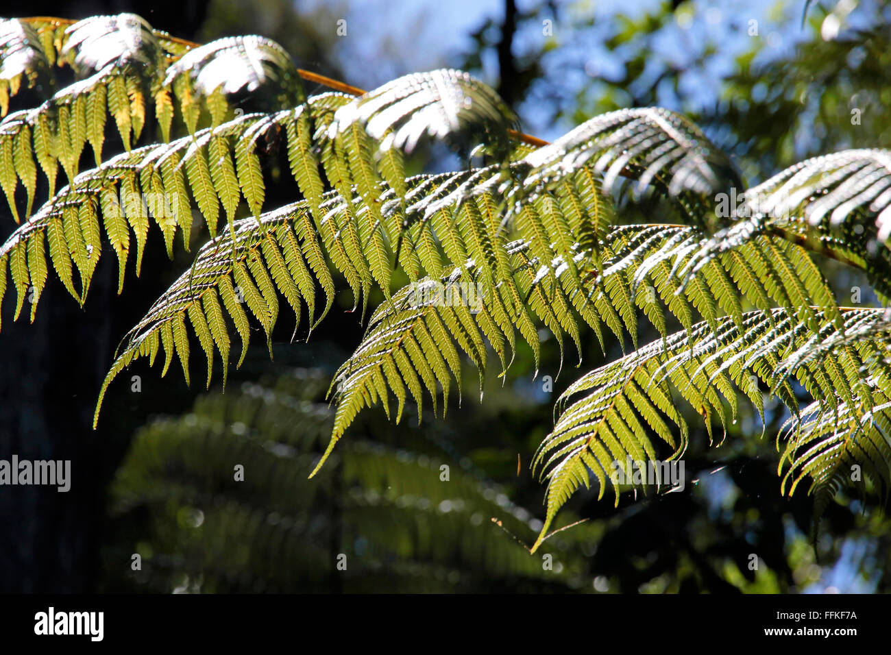 Fougère vert, le symbole national de la Nouvelle-Zélande Banque D'Images