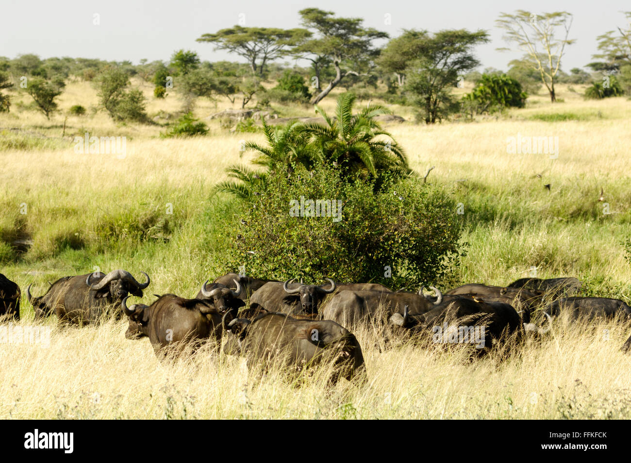 Buffalo à Serengeti Banque D'Images