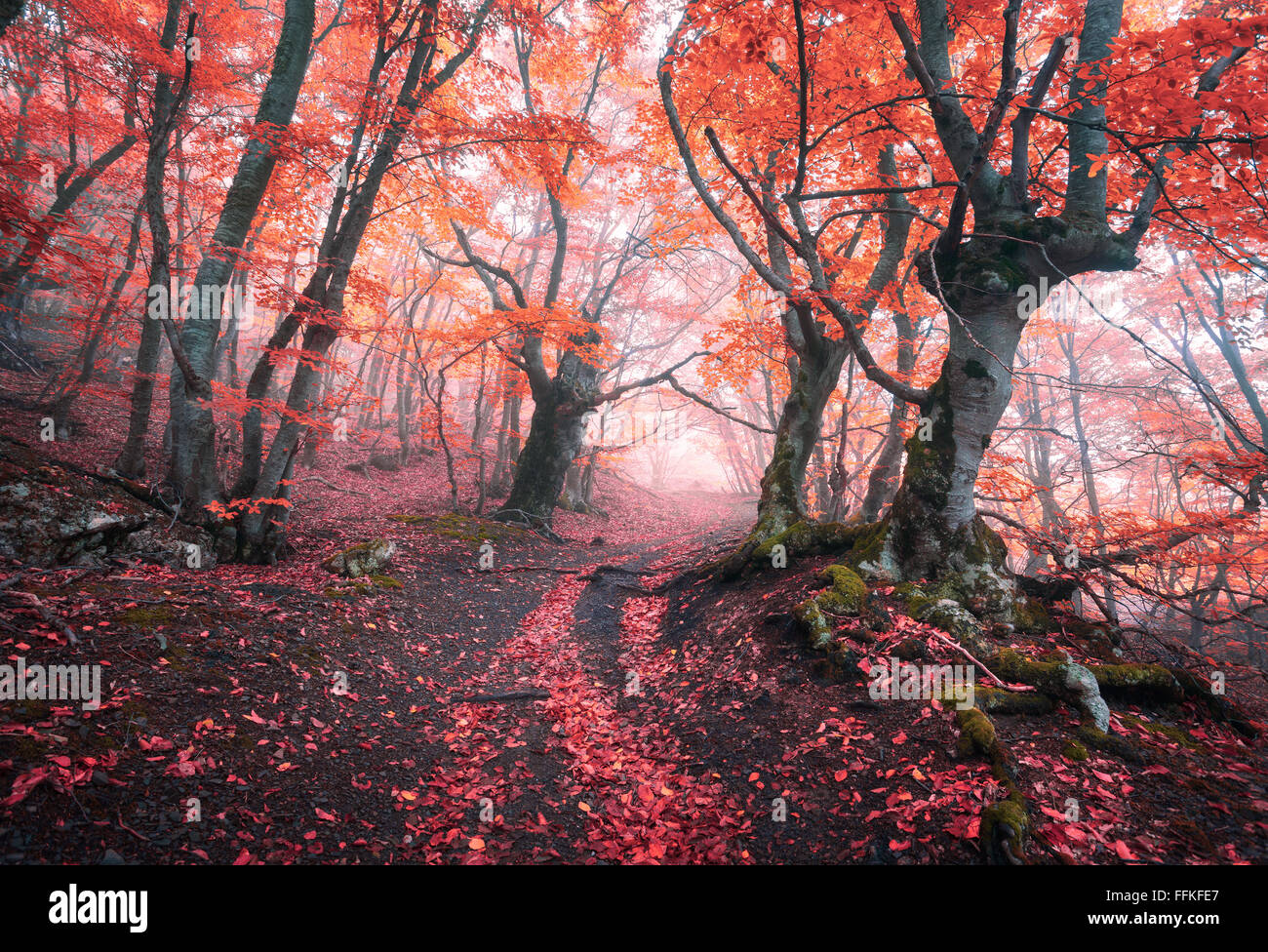 Belle forêt rouge magique dans le brouillard en automne. Paysage de conte de fées. Banque D'Images