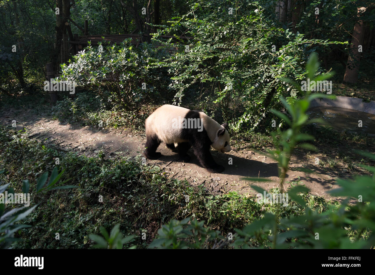 Un jeune panda géant à base de recherche de chengdu Banque D'Images