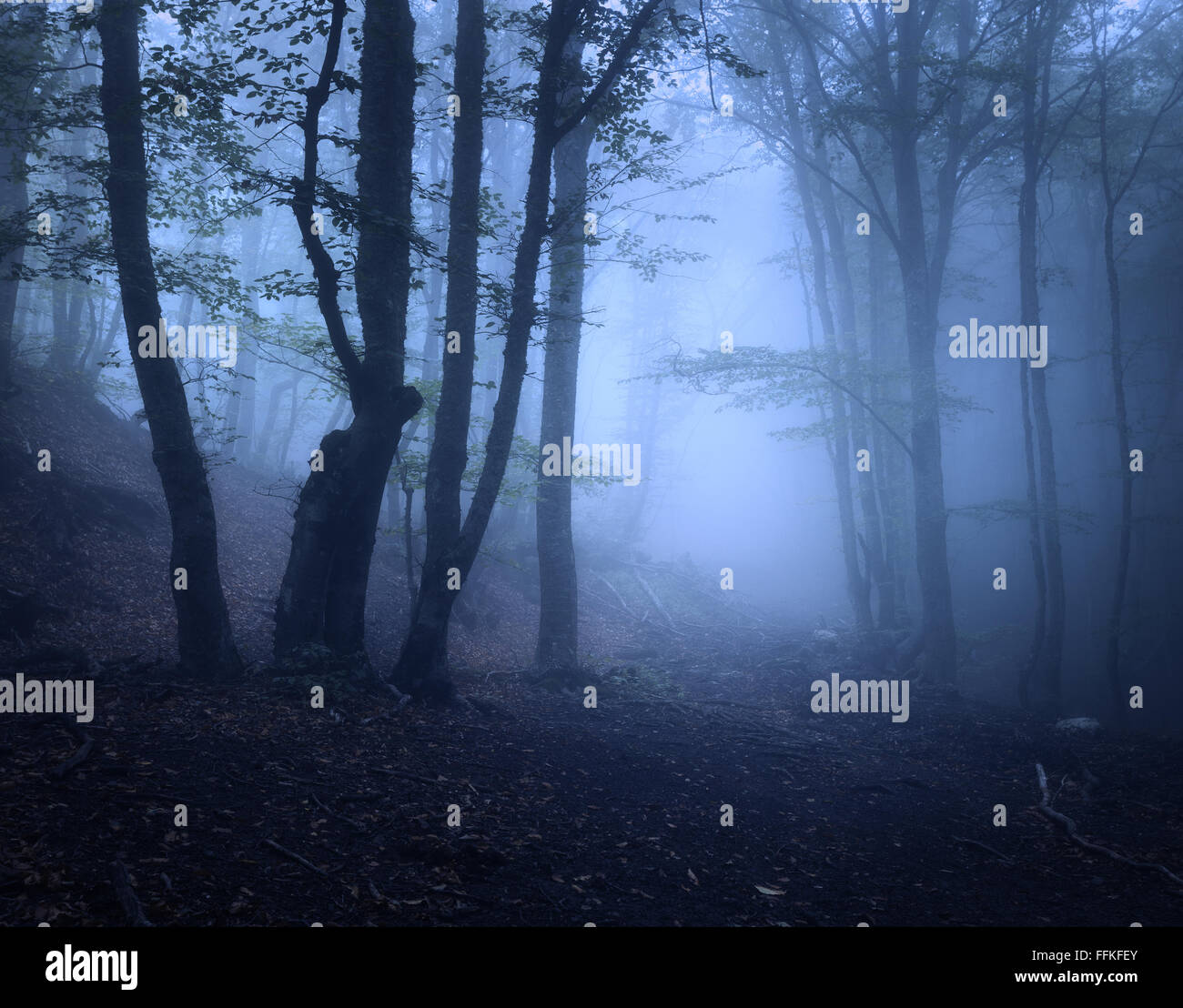 Scary mystérieuse forêt dans le brouillard en automne. Arbres magiques. Nature paysage brumeux Banque D'Images