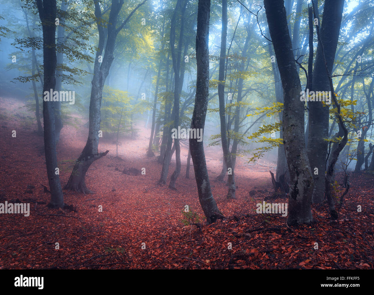 Belle forêt magique dans le brouillard en automne. Bois mystérieux. Paysage de conte de fées Banque D'Images