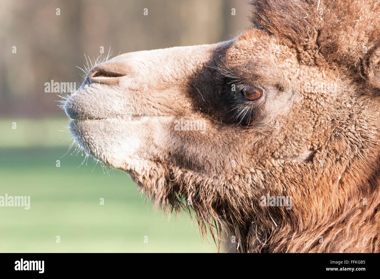 Le chameau a deux bosses sur le dos et sont très rares animaux Banque D'Images