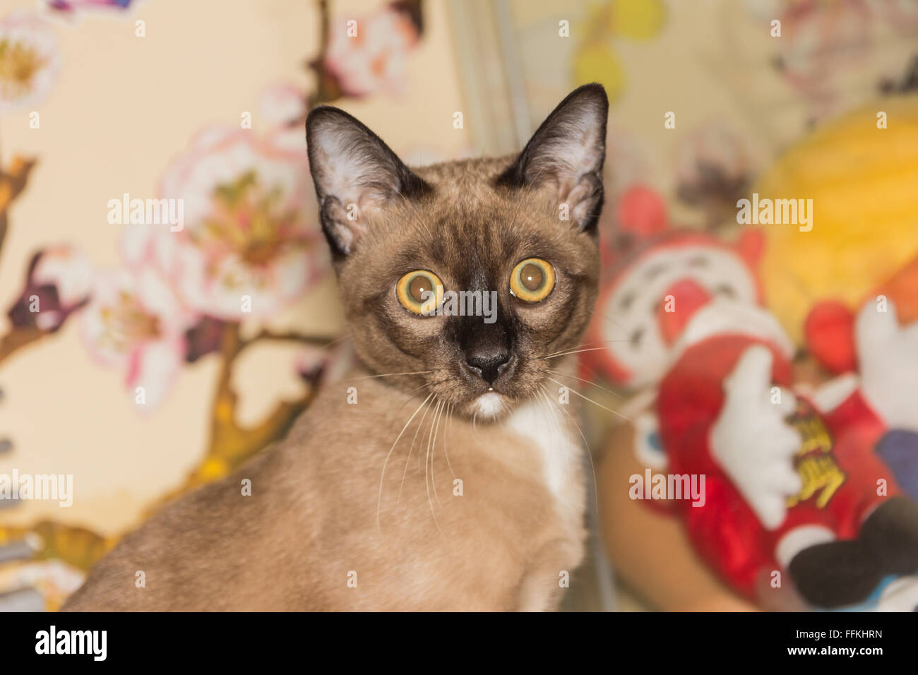 Un petit mâle tabby cat lying de contact avec les yeux. Banque D'Images
