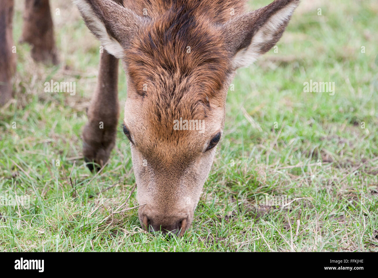 Red Deer sont un des cerfs autochtones Banque D'Images