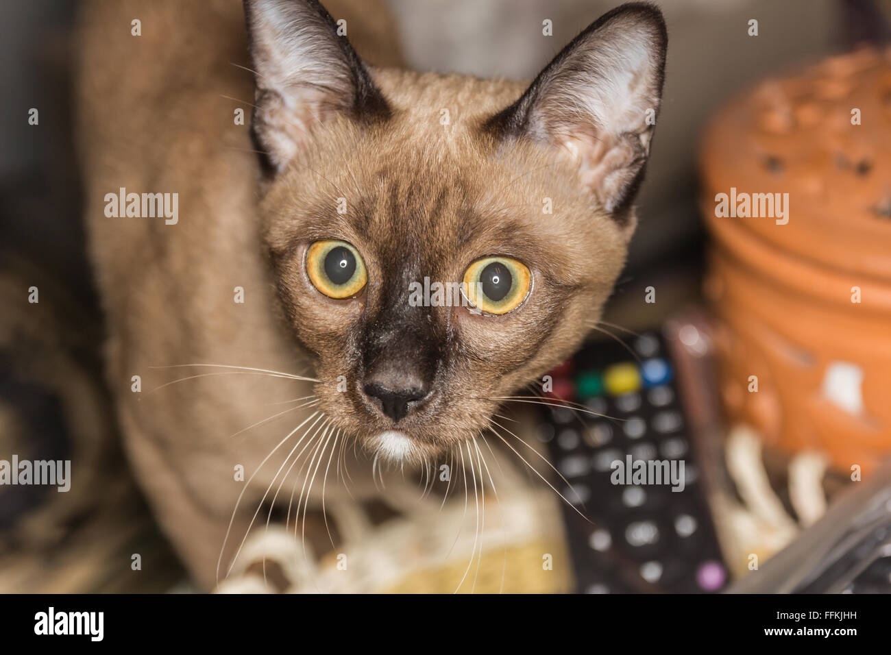 Un petit mâle tabby cat lying de contact avec les yeux. Banque D'Images