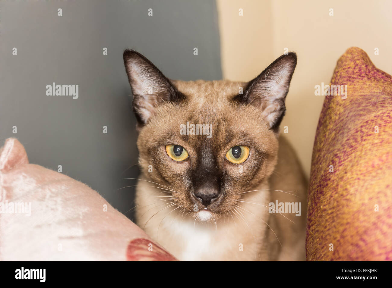 Un petit mâle tabby cat lying de contact avec les yeux. Banque D'Images