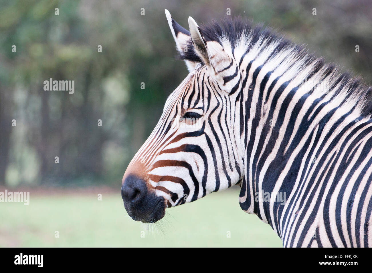 Zebra portrait montrant son manteau noir et blanc distinctif Banque D'Images