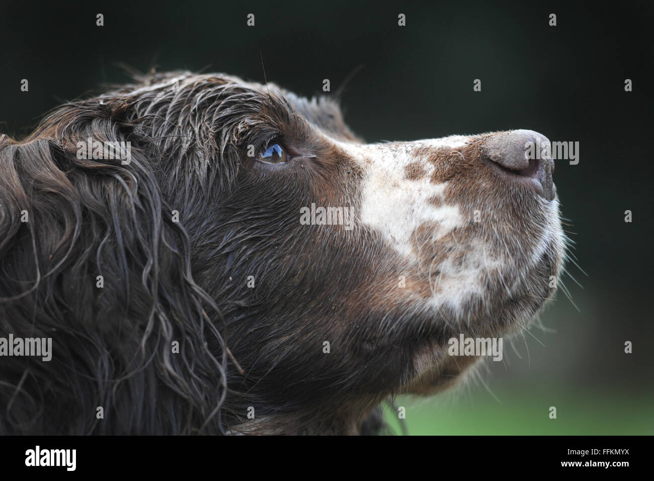 SPRINGER SPANIEL CHIEN CLOSE UP HEAD SHOT RE ANIMAUX DOG WALKING ODEURS YEUX NEZ OREILLES COMPAGNON FACTURES VÉTÉRINAIRES OBÉISSANCE OBÉISSANT FOURRURE UK Banque D'Images