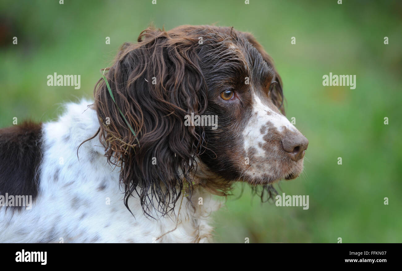 SPRINGER SPANIEL CHIEN CLOSE UP HEAD SHOT RE ANIMAUX DOG WALKING ODEURS YEUX NEZ OREILLES COMPAGNON FACTURES VÉTÉRINAIRES JUSQU'À LA FOURRURE PASSERELLES UK Banque D'Images