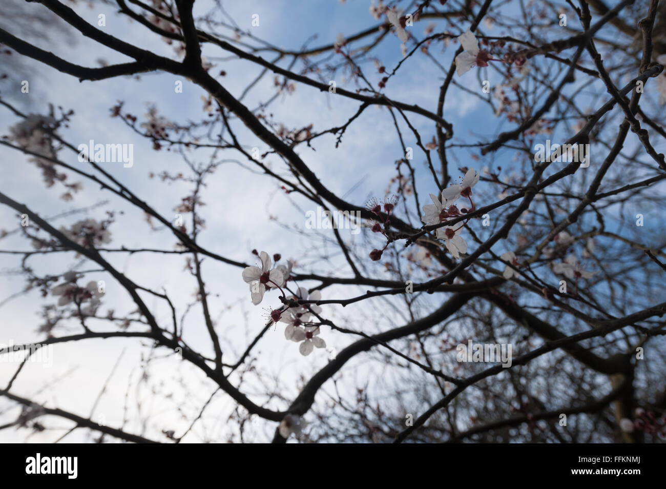 Détail de floraison des fleurs de cerisier sauvage d'aplomb en février le début de printemps retour éclairées par le soleil soleil Banque D'Images