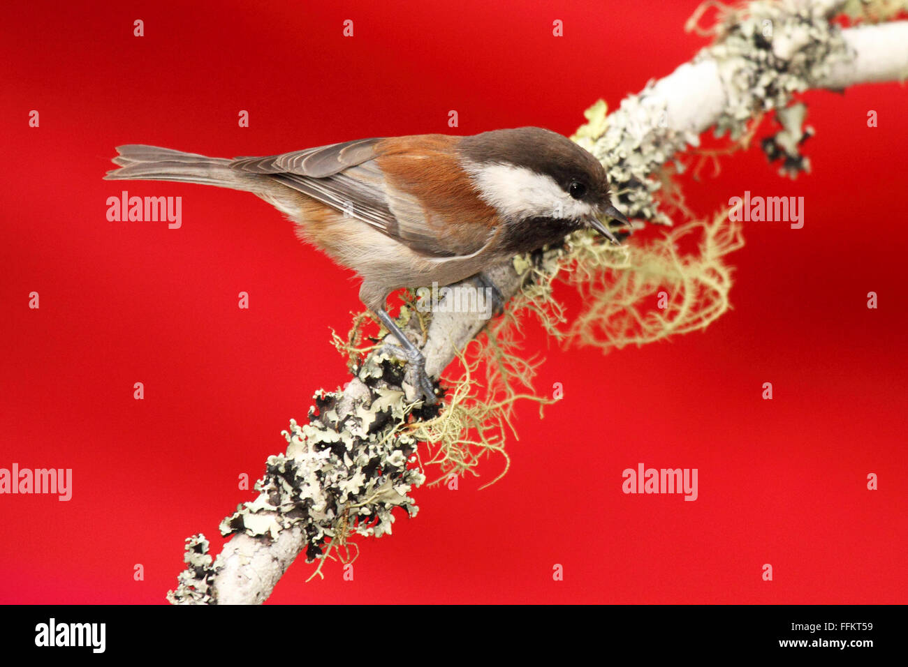 Une Mésange à dos appelant à partir d'un perchoir. Banque D'Images