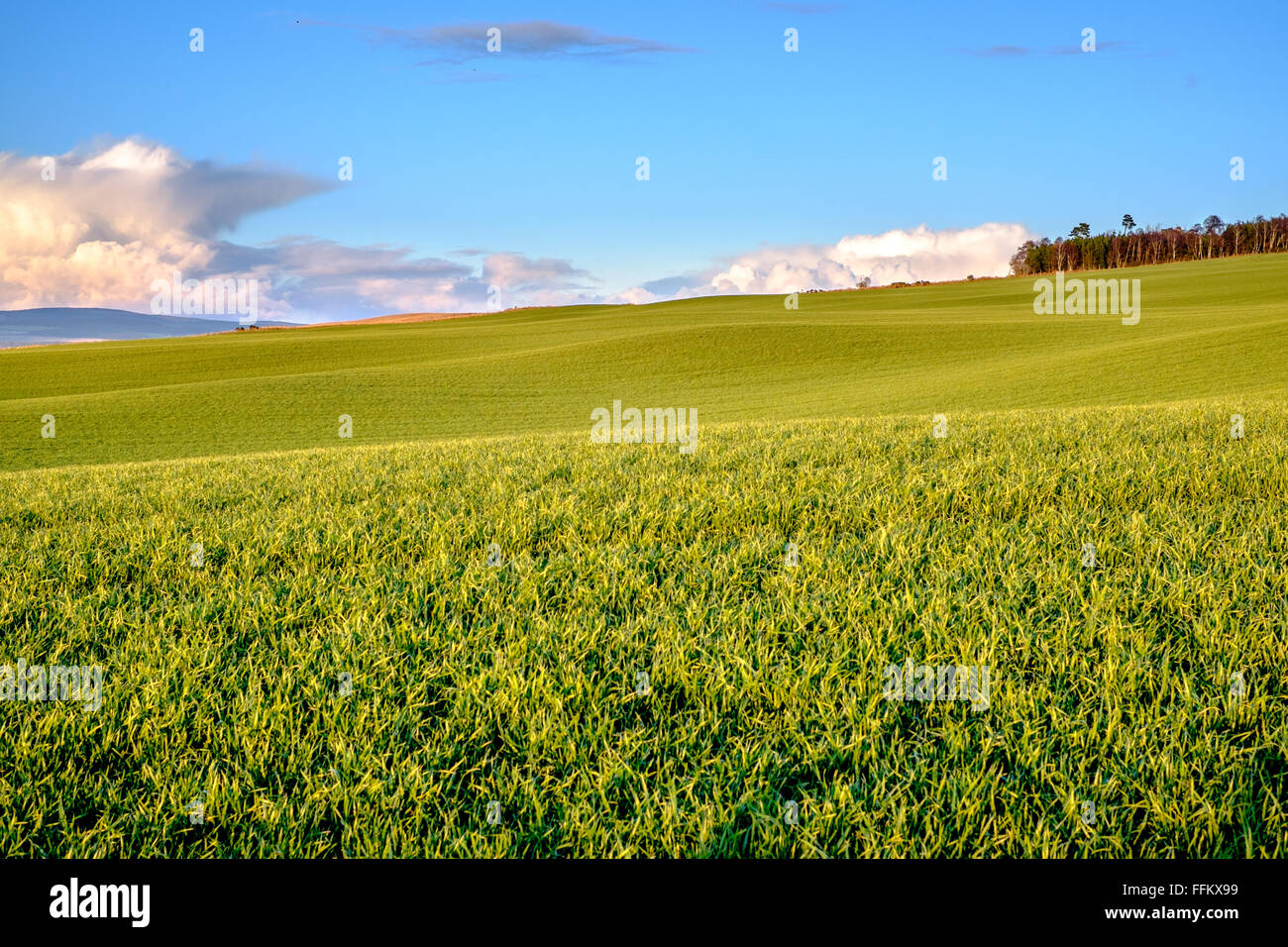 Des champs verts de grains de seigle Orge Avoine Blé maïs poussent dans les montagnes de l'Ecosse. Beau ciel bleu avec nuages majestueux. Banque D'Images