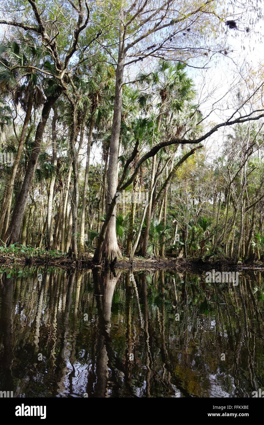 Cypress swamp, en Floride Banque D'Images