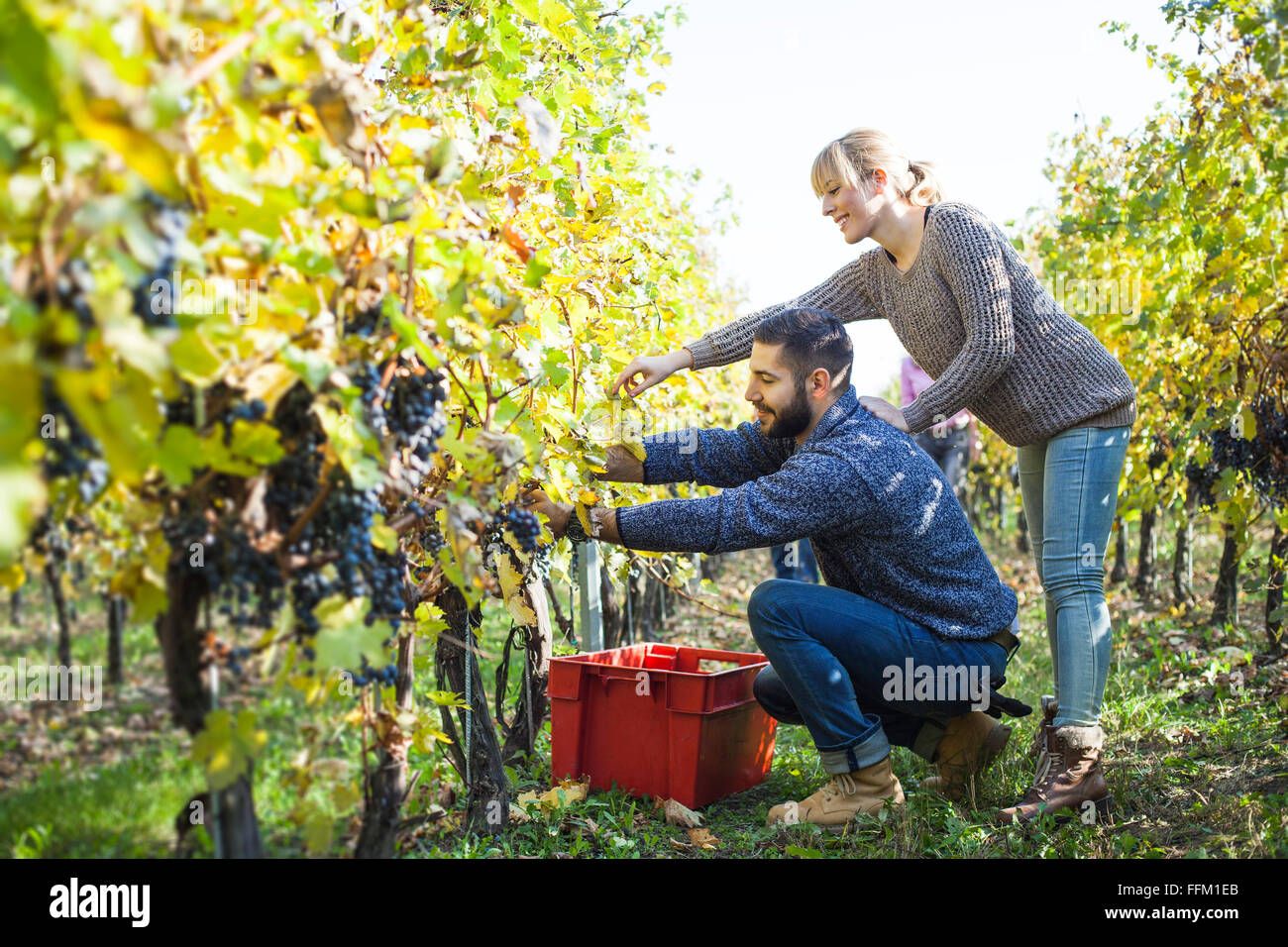 La récolte de raisin couple ensemble dans vineyard Banque D'Images