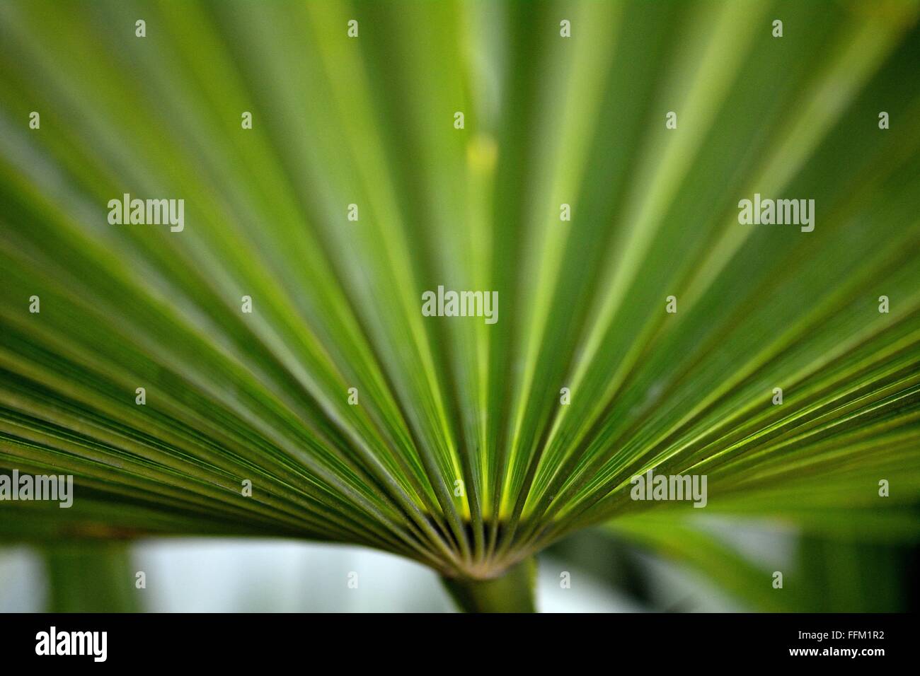 En forme d'éventail vert feuille. Une feuille de palmier vert avec des lignes menant au sommet de la tige Banque D'Images
