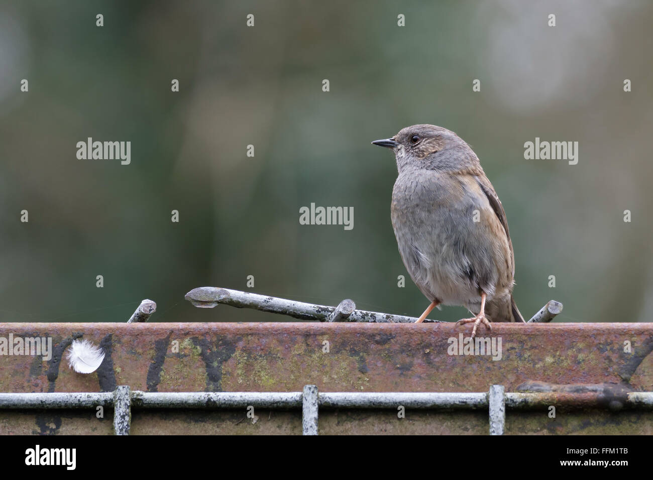 Hedge Accentor (NID) Banque D'Images