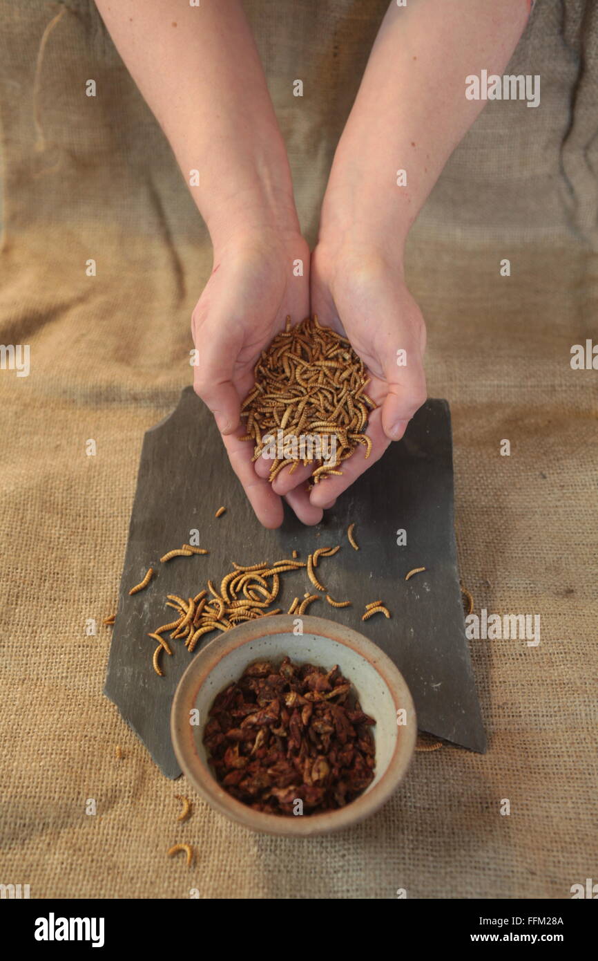 L'entomophagie, manger des insectes, source de protéines Banque D'Images