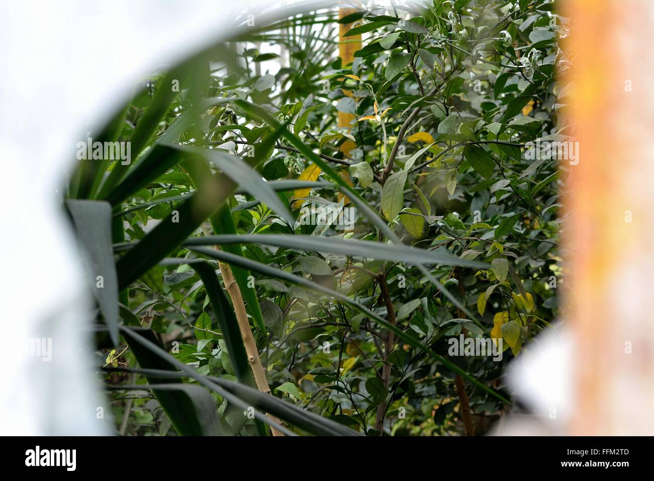 Voir en serre par envahi par la fenêtre brisée. Une fenêtre en verre d'une serre permet une vue de l'intérieur envahi Banque D'Images