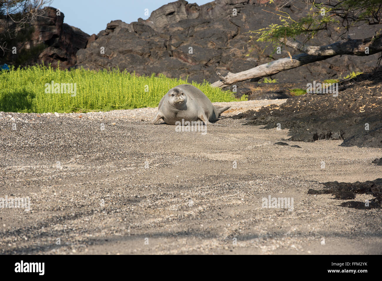 Le phoque moine hawaiien sur plage, Big Island, Hawaii Banque D'Images