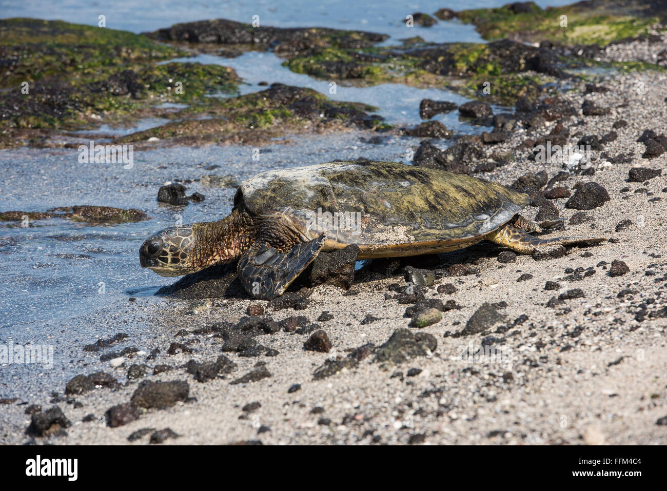 Tortue de mer vertes au soleil sur une plage, Big Island, Hawaii Banque D'Images