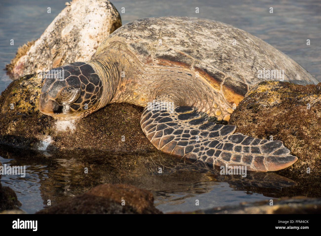 Des tortues de mer vertes à excréter le sel d'Eye, Big Island Hawaii Banque D'Images