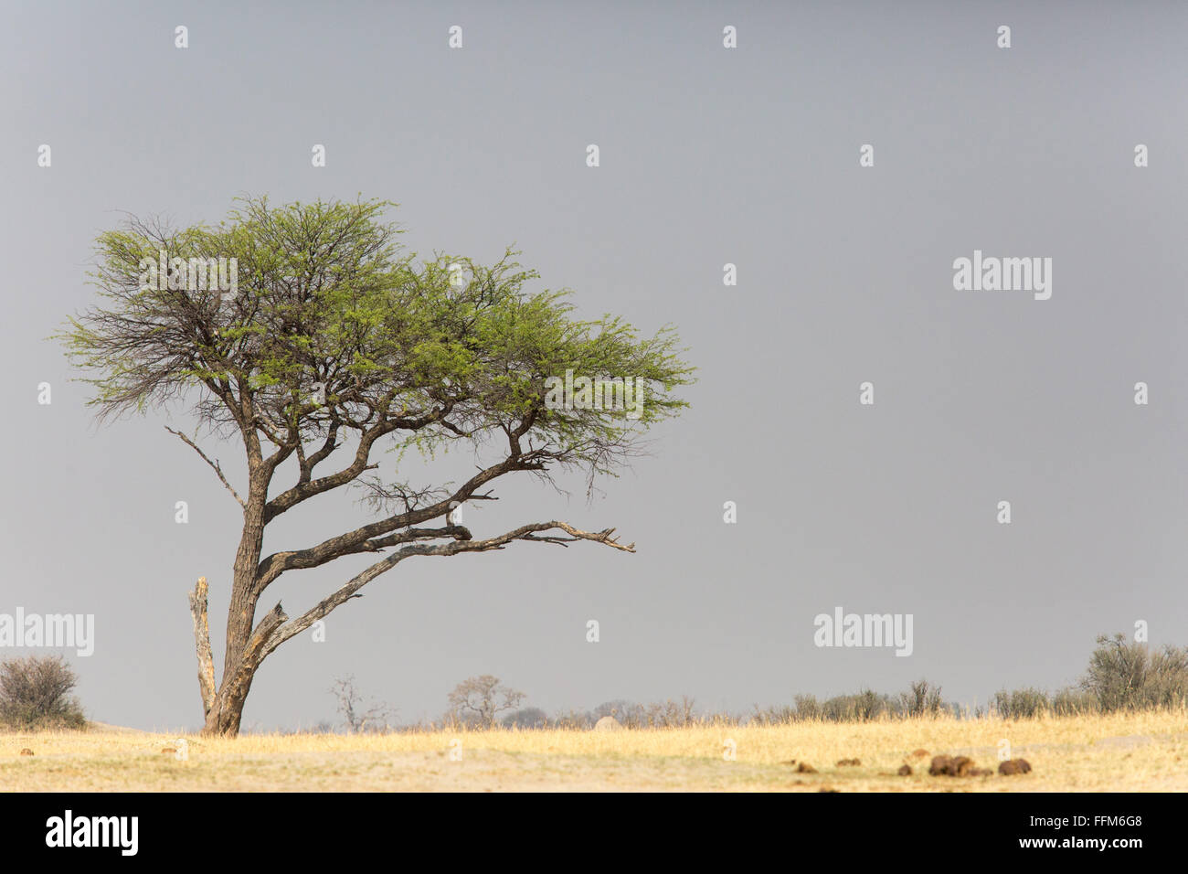 Paysage panoramique avec un arbre isolé à l'horizon Banque D'Images