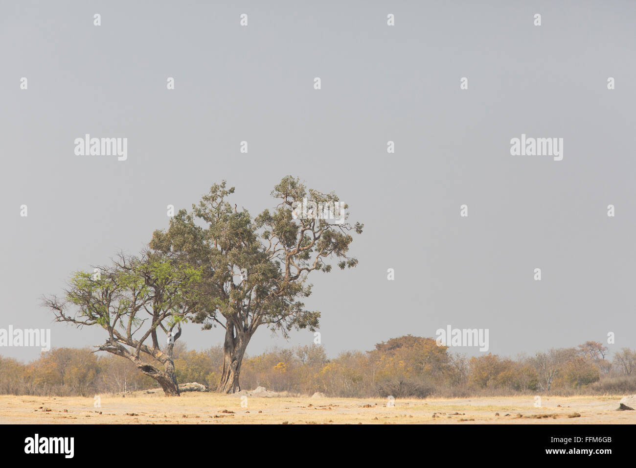 Paysage panoramique avec un arbre isolé à l'horizon Banque D'Images