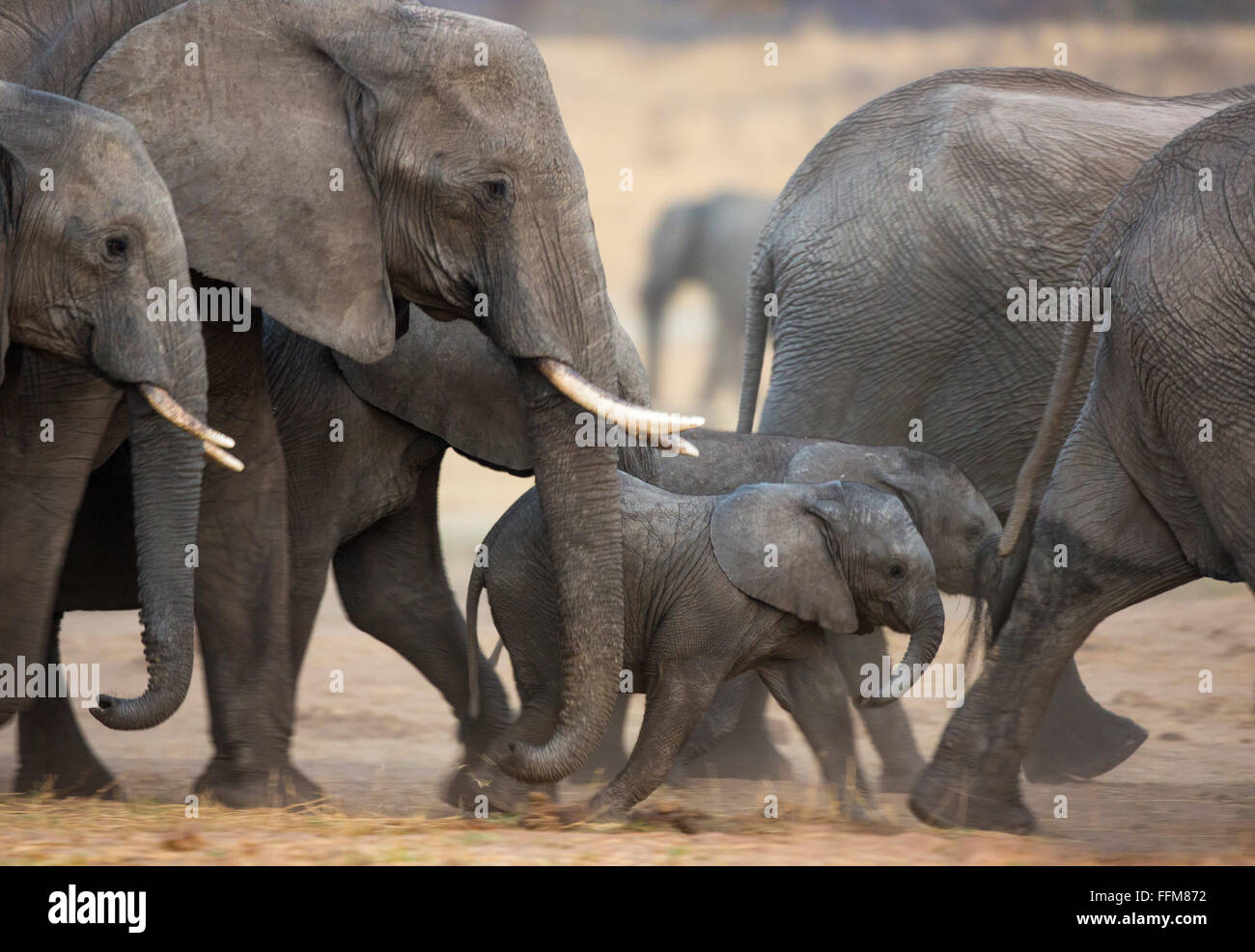 Libre d'un troupeau d'éléphants en mouvement Banque D'Images