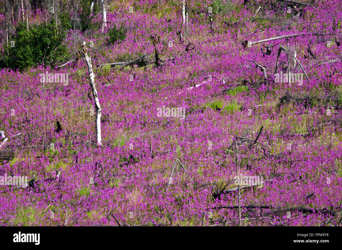 L'épilobe (Chamerion angustifolium) fleurit en forêt brûlée par le feu, Dalton Highway, Alaska Banque D'Images